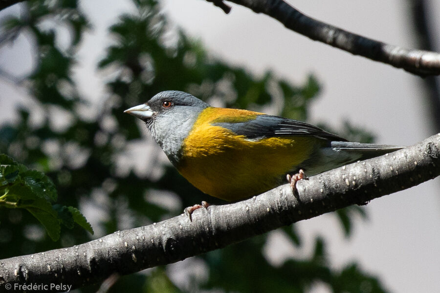 Patagonian Sierra Finch