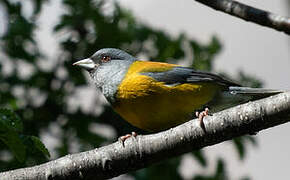 Patagonian Sierra Finch