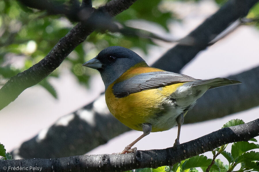 Patagonian Sierra Finch