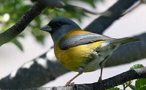 Patagonian Sierra Finch