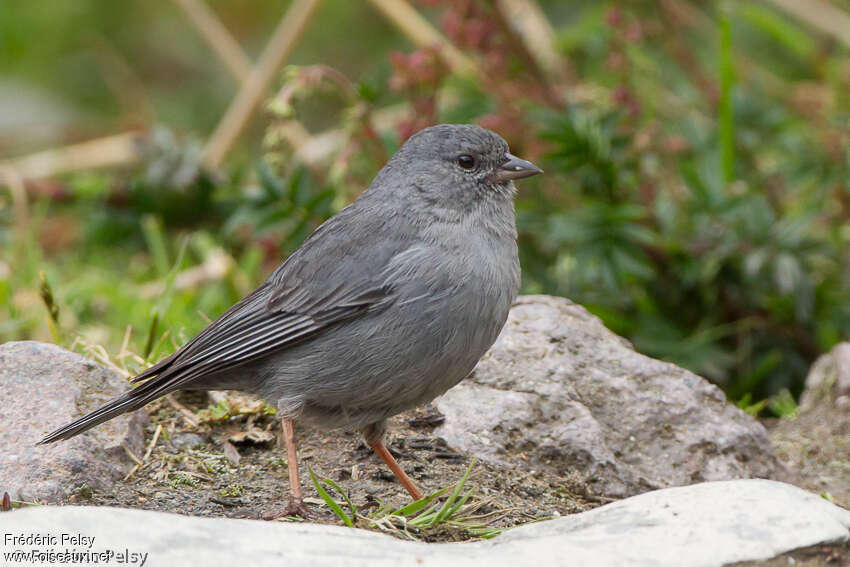 Plumbeous Sierra Finch male adult, identification