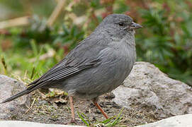 Plumbeous Sierra Finch