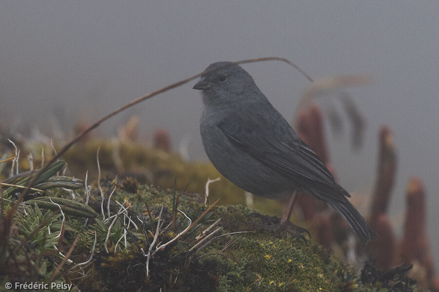 Phrygile gris-de-plomb