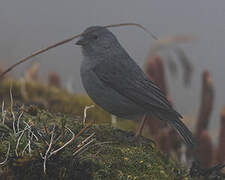 Plumbeous Sierra Finch