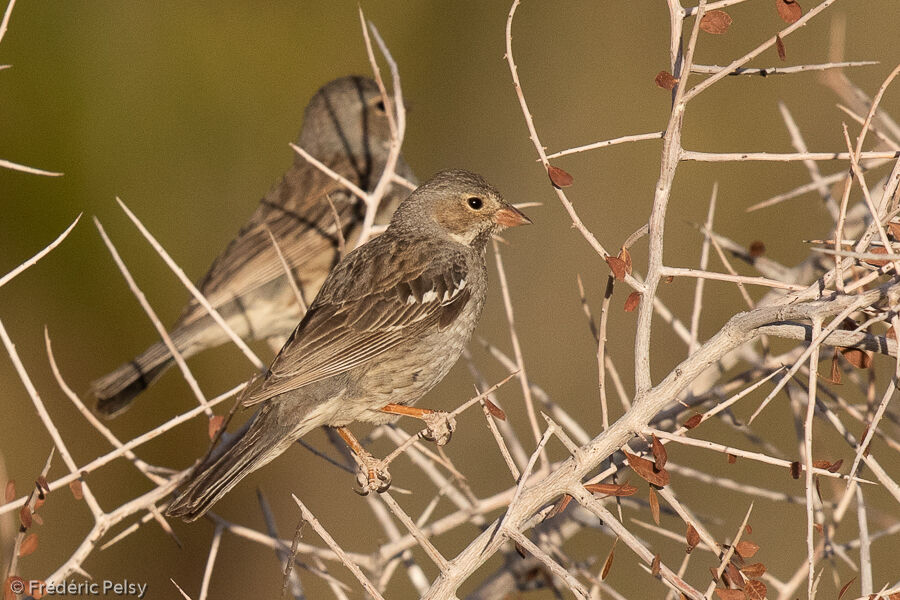 Mourning Sierra Finch female