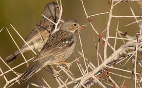 Mourning Sierra Finch