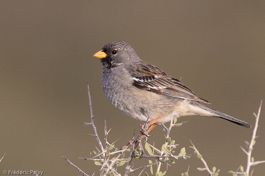 Mourning Sierra Finch male adult