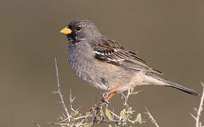 Mourning Sierra Finch