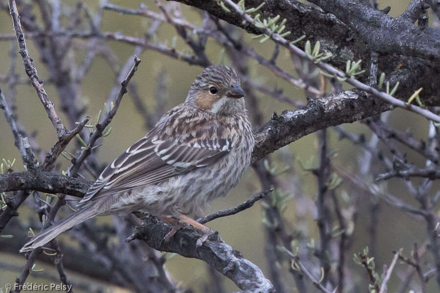 Mourning Sierra Finch female