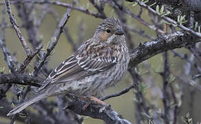 Mourning Sierra Finch