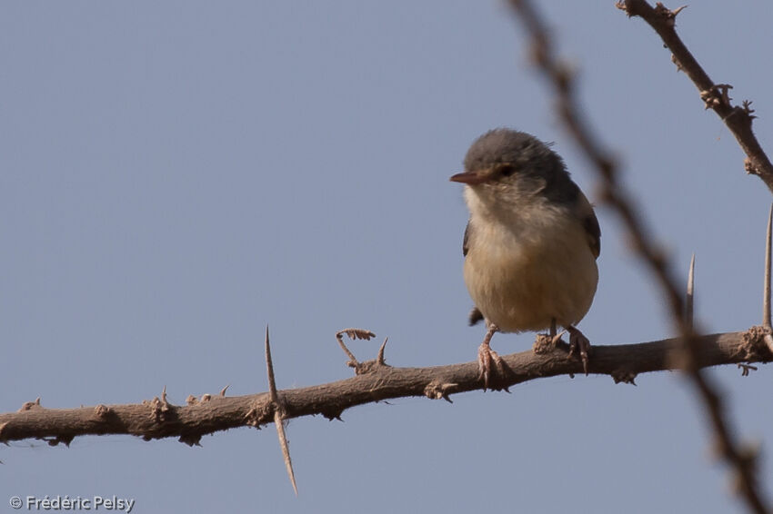 Buff-bellied Warbler