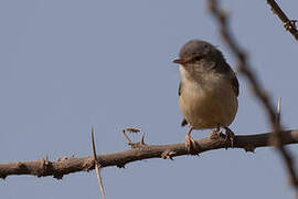 Buff-bellied Warbler