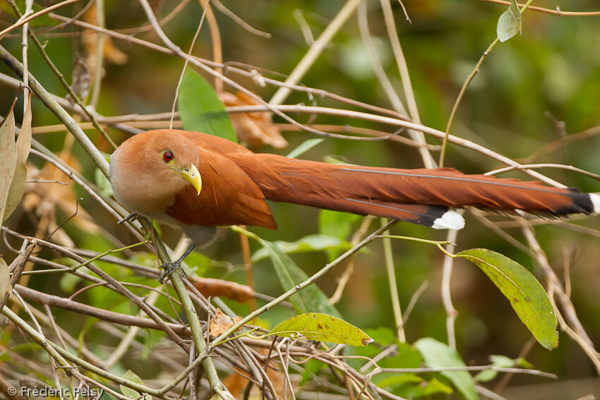 Piaye écureuiladulte