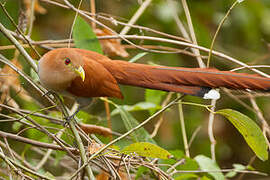 Squirrel Cuckoo