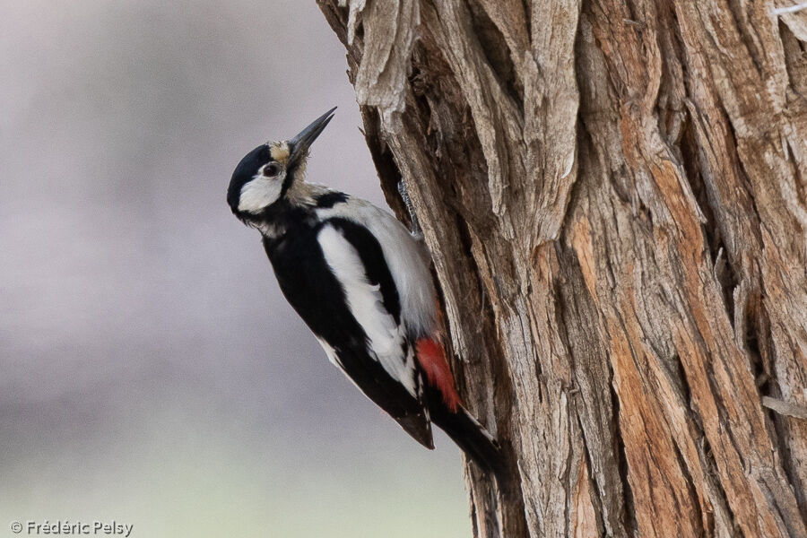 White-winged Woodpecker