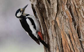 White-winged Woodpecker