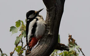 White-winged Woodpecker