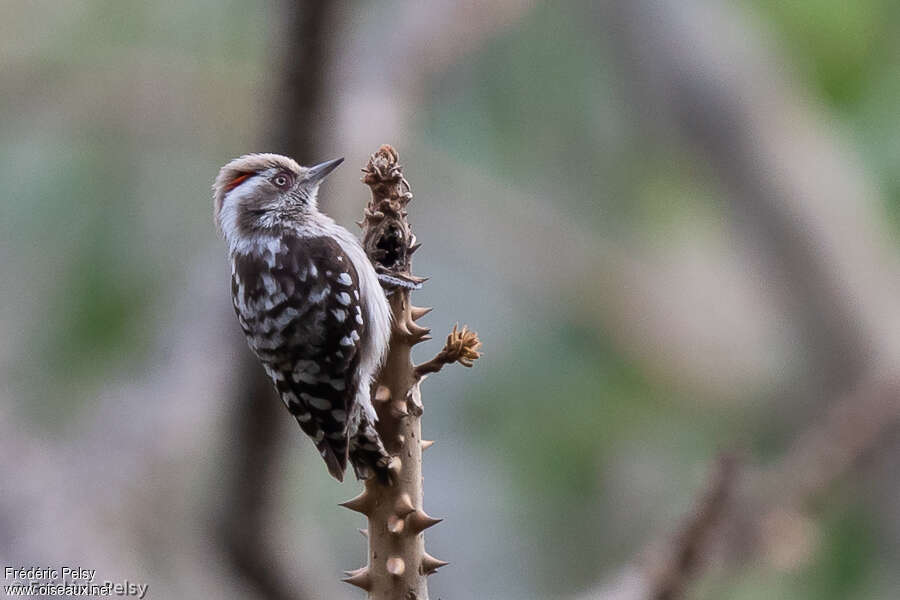 Pic à calotte brune mâle adulte, identification