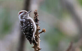 Brown-capped Pygmy Woodpecker