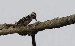 Grey-capped Pygmy Woodpecker