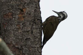 Yellow-crested Woodpecker