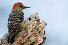 Red-crowned Woodpecker