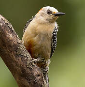 Red-crowned Woodpecker