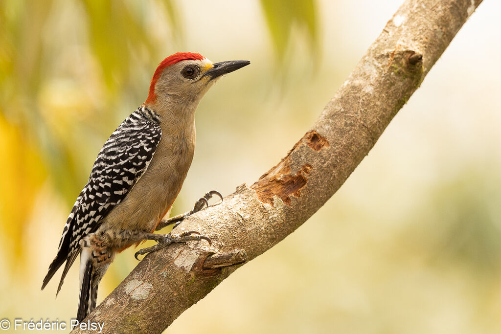 Red-crowned Woodpecker male