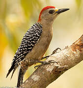 Red-crowned Woodpecker