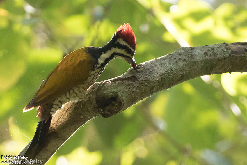 Common Flameback male adult, identification, aspect