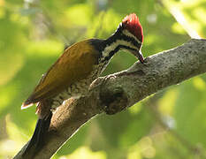 Common Flameback