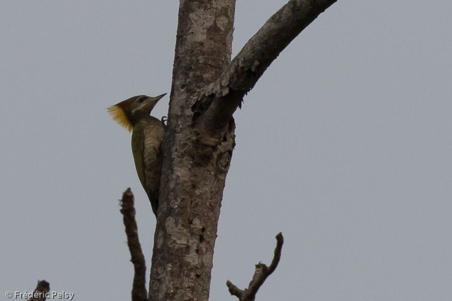 Lesser Yellownape