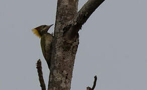 Lesser Yellownape