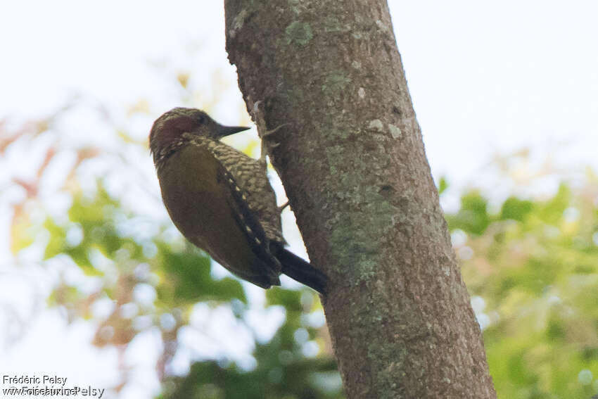 Pic à oreillons brunsadulte, identification