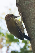 Brown-eared Woodpecker