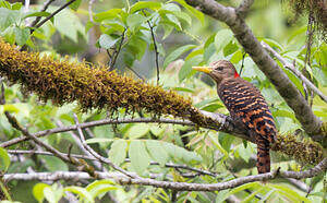 Pic à oreillons rouges