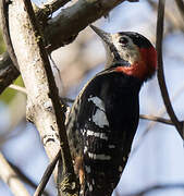 Crimson-naped Woodpecker