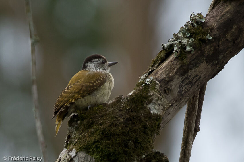 Speckle-breasted Woodpecker