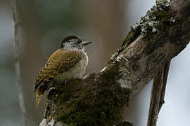 Speckle-breasted Woodpecker