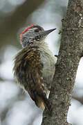 Speckle-breasted Woodpecker