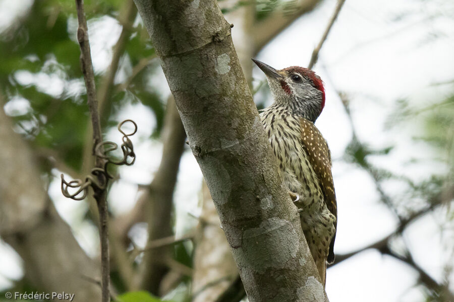 Golden-tailed Woodpecker male adult