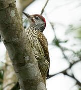 Golden-tailed Woodpecker