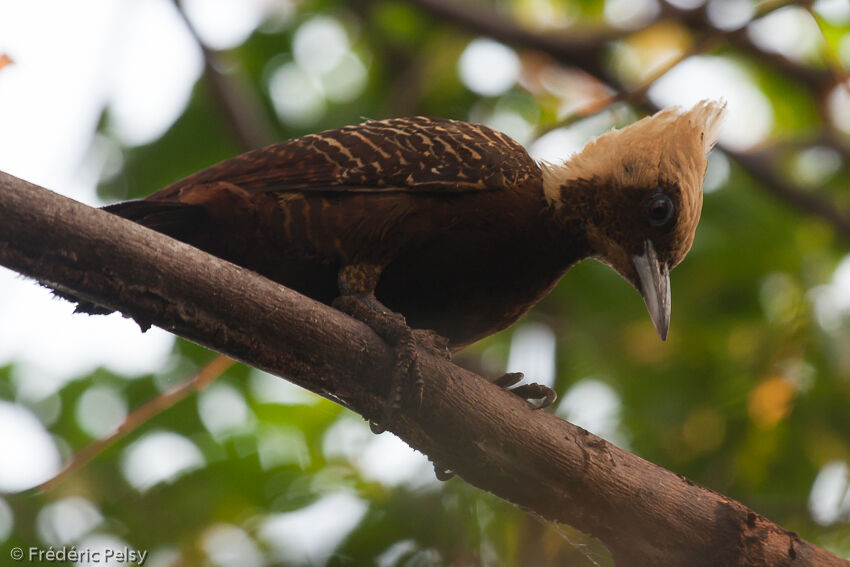 Pale-crested Woodpeckeradult