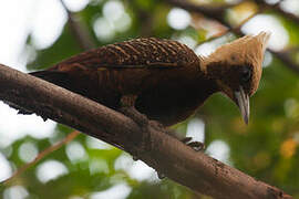 Pale-crested Woodpecker