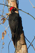 White-bellied Woodpecker