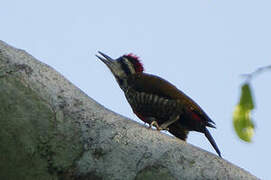 Fire-bellied Woodpecker