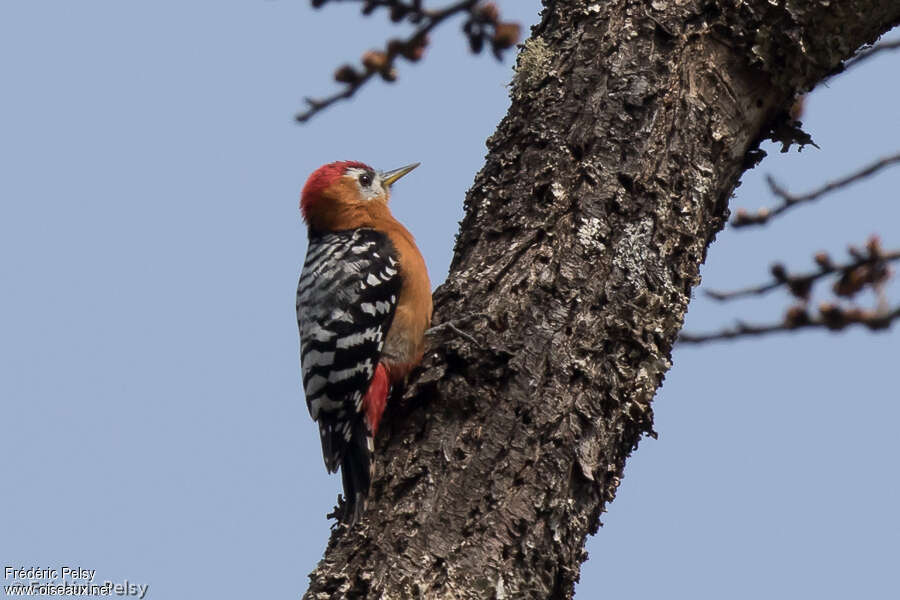 Pic à ventre fauve mâle adulte, identification