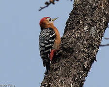 Rufous-bellied Woodpecker