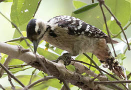 Freckle-breasted Woodpecker