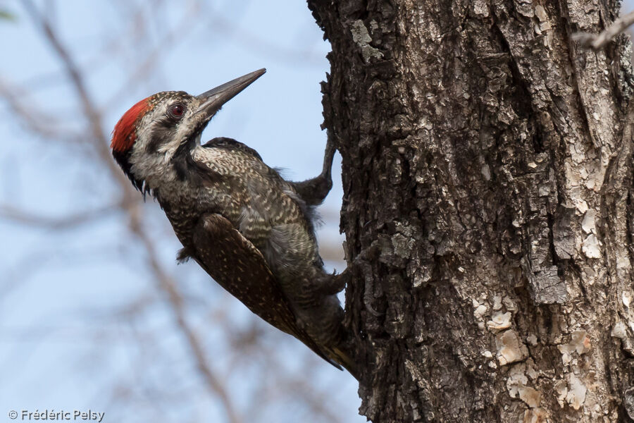 Bearded Woodpecker